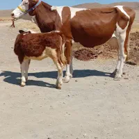 گاو گوساله نر سیمینتال