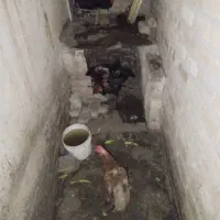 مرغ وخروس