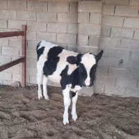 گوساله|حیوانات مزرعه|قاسمآباد (خواف), |دیوار