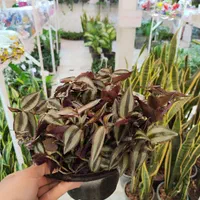 گل چشم آهویی برگ بیدی گلدان درزگیر محافظ ریشه|گل و گیاه طبیعی|قم, نیروگاه|دیوار