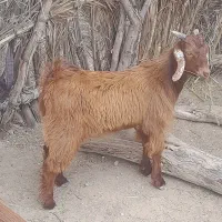 کهره چپش و‌گیسه نژادار