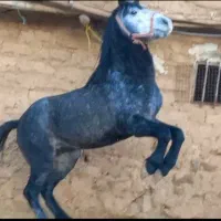 خریدو فروش اسب پالونی