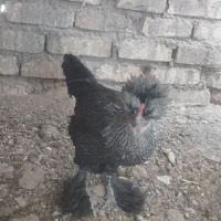 مرغ و خروس سلطان