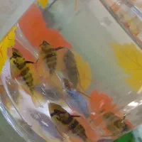 رامیزی مولد|ماهی|رباطکریم, نصیرشهر|دیوار