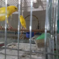 قناری بلند|پرنده|بندر انزلی, ناسیونال|دیوار