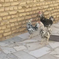 مرغ گلین فول ریش فول کاکول
