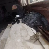 جوجه لاری|حیوانات مزرعه|سرپل ذهاب, |دیوار