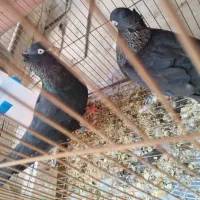 یک جفت سیاه