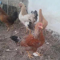 مرغ وخروس واردک|حیوانات مزرعه|نیر (اردبیل), |دیوار