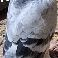 بزک نر