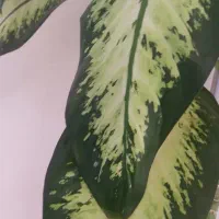 گل دیفن باخیا.خیلی ارزان بخاطرجابجایی