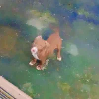 پیت بول  امریکن بولی|سگ|رشت, حمیدیان|دیوار