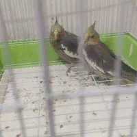 جوجه عروس هلندی سرلاک خور