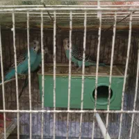 پرنده مرغ عشق باقفس