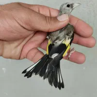 جوجه سهره نر دورگ سیبیل زده قیص کرمونی ۸۵۰|پرنده|شیراز, رکن‌آباد|دیوار