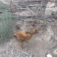 نیمچه مرغ وخروس مرندی لهستانی محلی|حیوانات مزرعه|گنبد کاووس, |دیوار