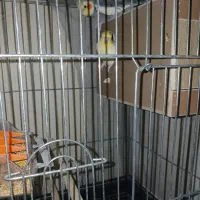 جفت عروس هلندی