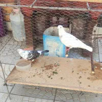 یک جفت کبوترمعاوضه باقنا ی
