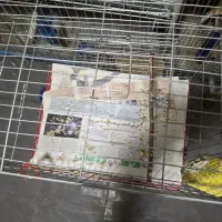 2عددقفس قناری