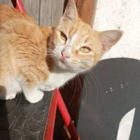 گربه نارنجی گمشده