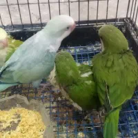 راهب نرم خور تا بالغ