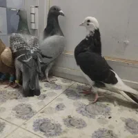 کبوتر|حیوانات|زاهدان, |دیوار