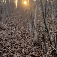 نهال گردو و هلو درجه یک دوساله