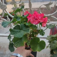 گل های آپارتمانی|گل و گیاه طبیعی|شهرکرد, |دیوار