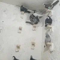 نر تبعیدی گردن کلفت زرند|پرنده|کرمان, |دیوار