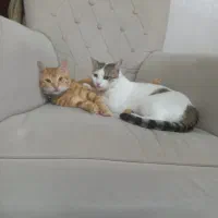 واگذاری دو گربه ی خانگی