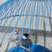 یک جفت فنچ نرگسی