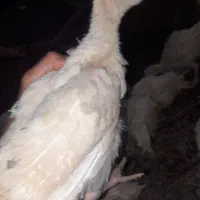 جوجه بوقلمون