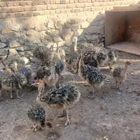 فروش جوجه شترمرغ