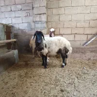 دو عدد شک میش آبستن
