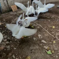 قو غاز