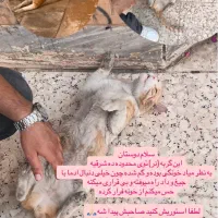 گربه واگذاری|گربه|اهواز, کیانپارس |دیوار