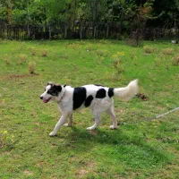 سگ تالشی اصیل