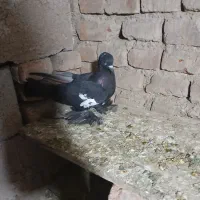 باز بدی للحلی