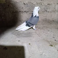 سبز پلنگ ماده کلای