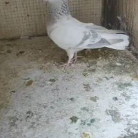 نر نقرهای دم سفید