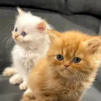 گربه پرشین|گربه|چابهار, |دیوار