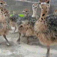 جوجه شترمرغ وماندارین|حیوانات مزرعه|رشت, بلوار گیلان|دیوار