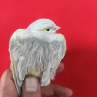 قناری اوپال ماده