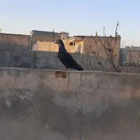 جوجه رنگه|پرنده|مشهد, نیزه|دیوار