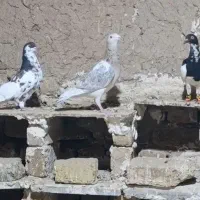 ماده سارلکه دار