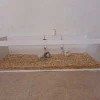پوشال خرگوش خوکچه همستر