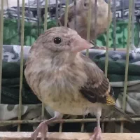 جوجه سهره قناری نر