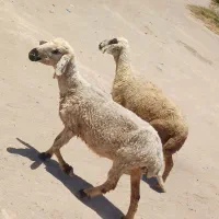 جفت میش جوان مناسب