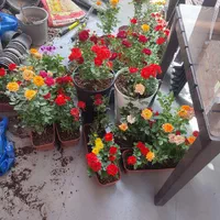 متخصص خدمات گل و گیاه باغبانی گلکاری|خدمات باغبانی و درختکاری|تهران, چیتگر شمالی|دیوار