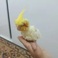 جوجه عروس هلندی